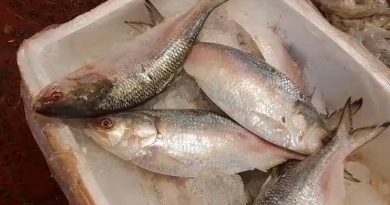 পশ্চিমবঙ্গে বাংলাদেশের ইলিশ কেজি ১৫০০ রুপি
